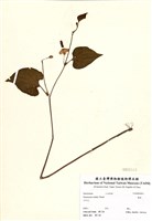 藏品(蕺菜)的圖片